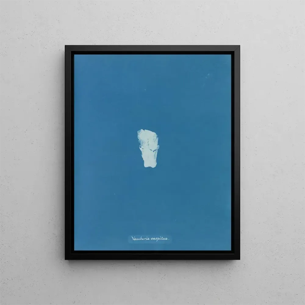 Obraz Gazon de Vaucheria - Anna Atkins | Druk artystyczny