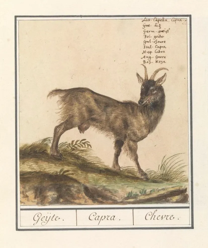 Obraz Geit Capra hircus Geijte Capra Chèvre - Anselmus Botius de Boodt | Druk artystyczny