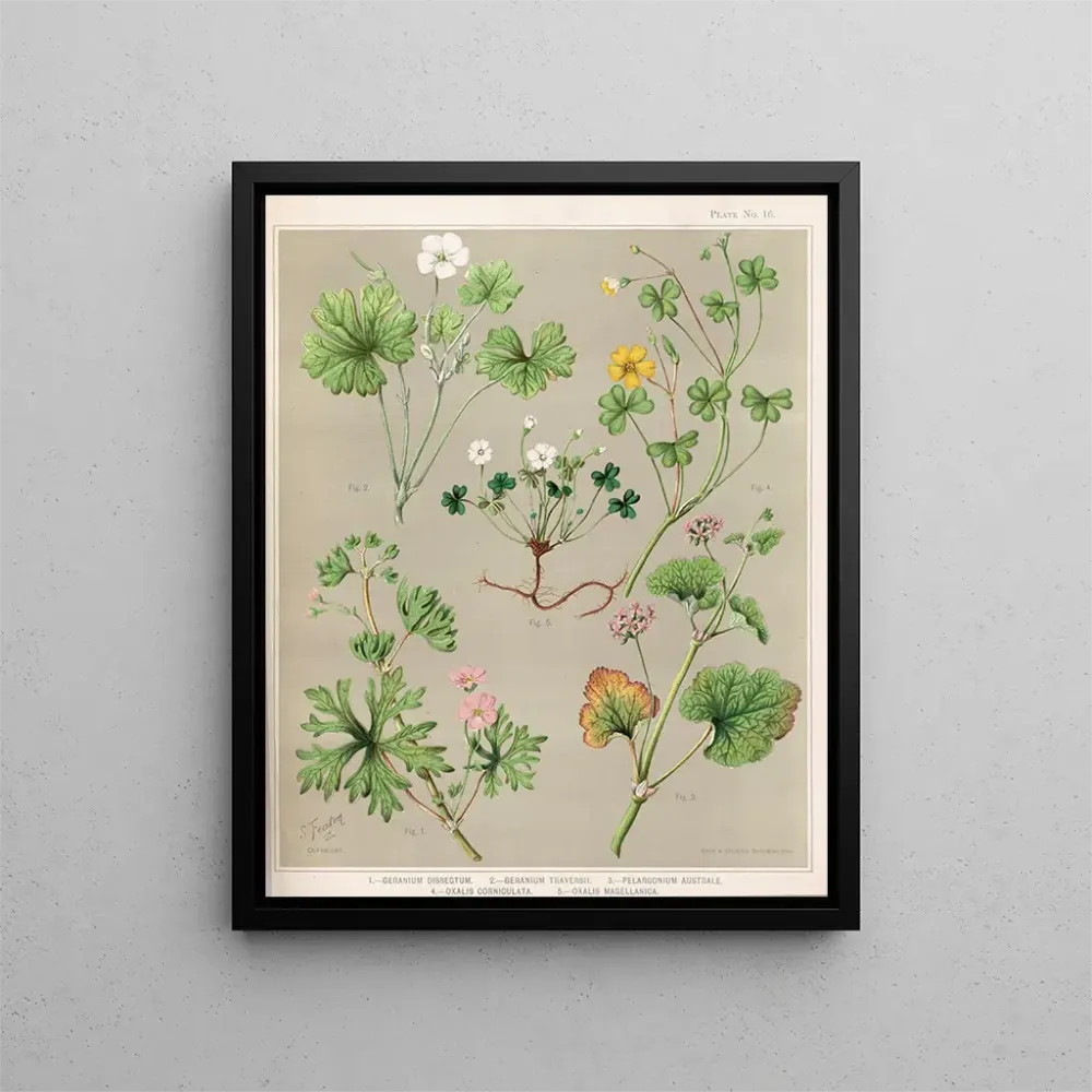 Obraz 1 Geranium dissectum 2 Geranium traversii 3 Pelargonium australe 4 Oxalis corniculata 5 Oxalis magellanica - Sarah F...