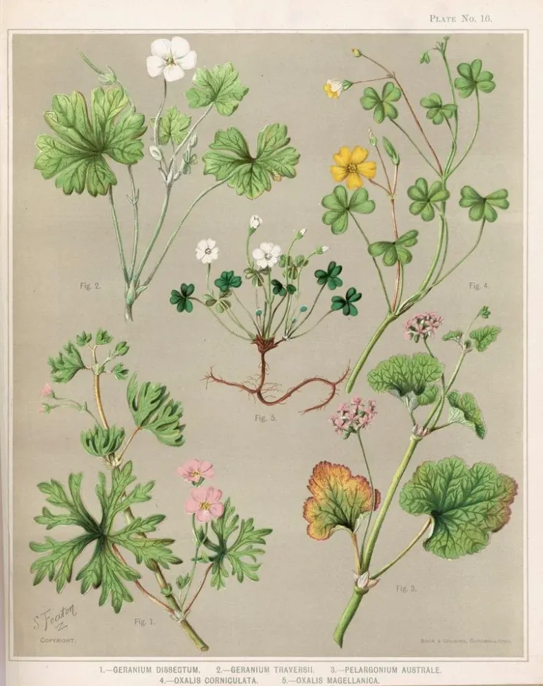 Obraz 1 Geranium dissectum 2 Geranium traversii 3 Pelargonium australe 4 Oxalis corniculata 5 Oxalis magellanica - Sarah F...