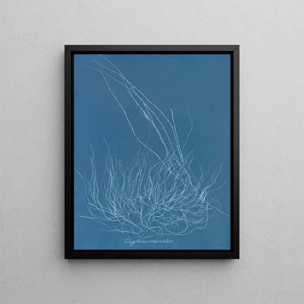 Obraz Gigartina confervoides - Anna Atkins | Druk artystyczny