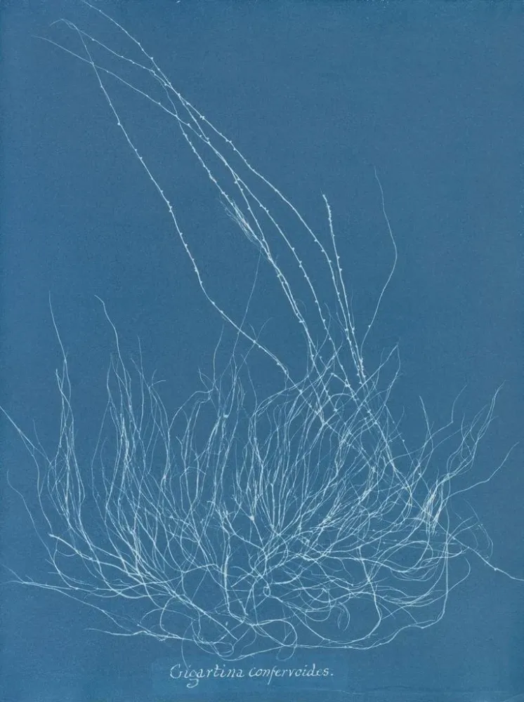 Obraz Gigartina confervoides - Anna Atkins | Druk artystyczny