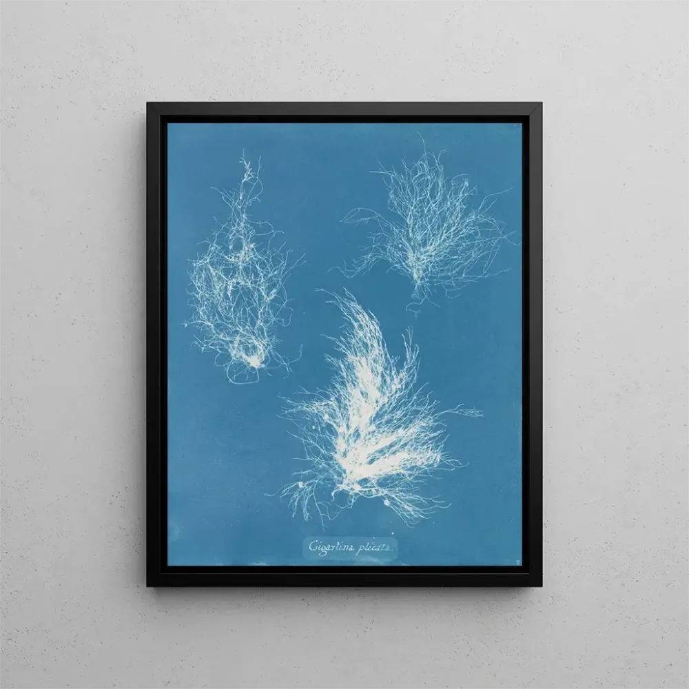 Obraz Gigartina zgięta - Anna Atkins | Druk artystyczny