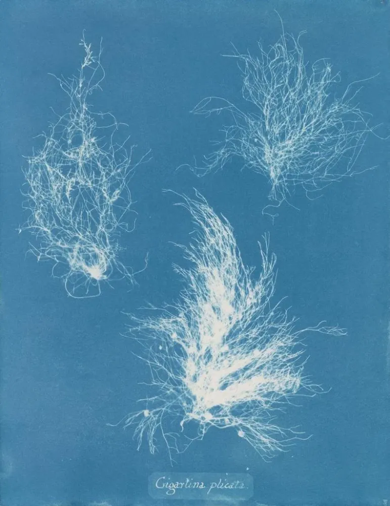 Obraz Gigartina zgięta - Anna Atkins | Druk artystyczny
