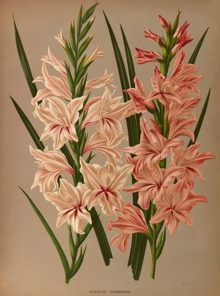 Obraz Glaïeul Floribundus - Arentina Hendrica Arendsen | Druk artystyczny
