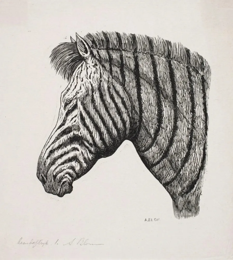 Obraz Głowa zebra - Alexander Blom | Druk artystyczny