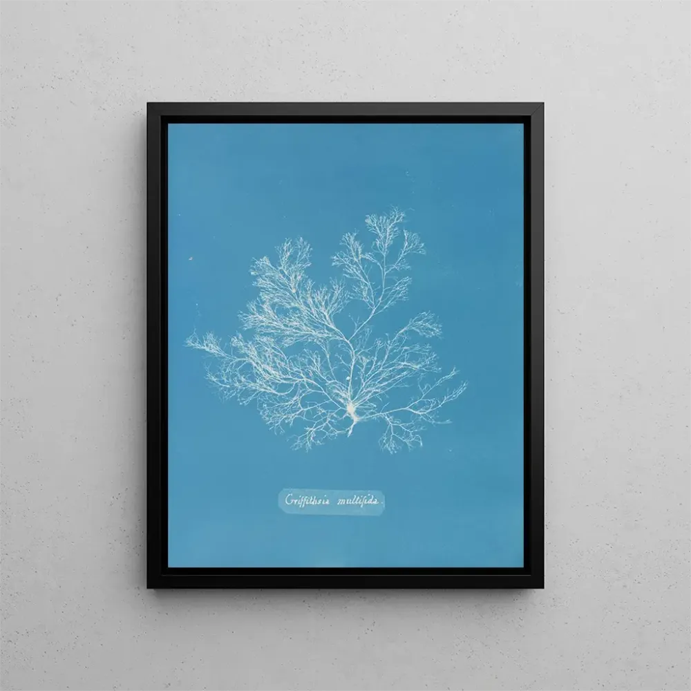 Obraz Griffithsia multifida - Anna Atkins | Druk artystyczny