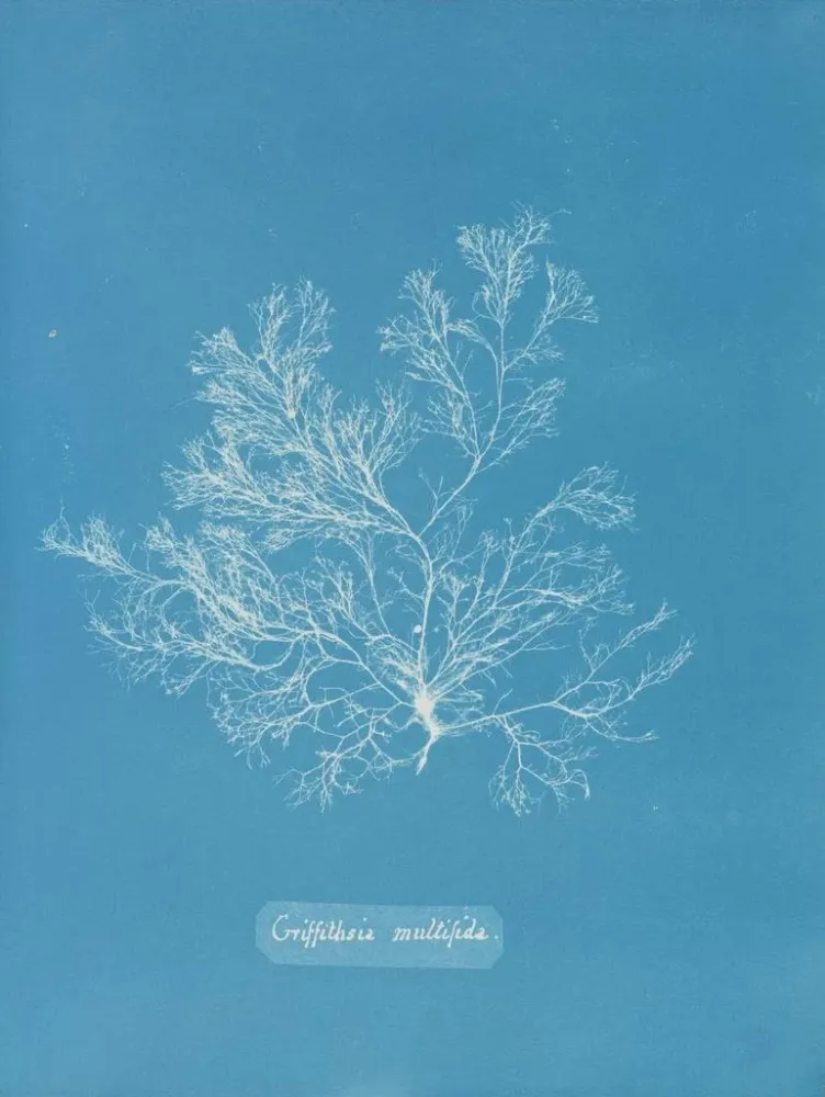 Obraz Griffithsia multifida - Anna Atkins | Druk artystyczny