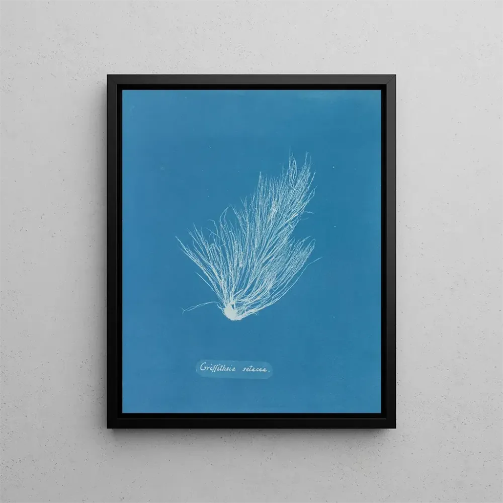 Obraz Griffithsia setacea - Anna Atkins | Druk artystyczny