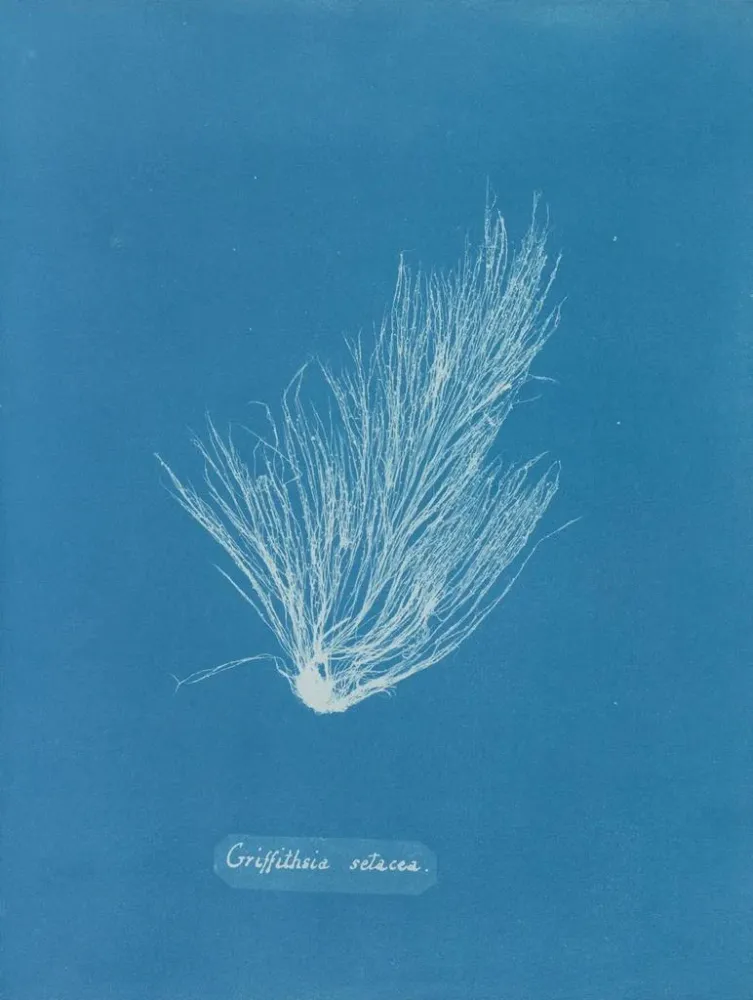 Obraz Griffithsia setacea - Anna Atkins | Druk artystyczny