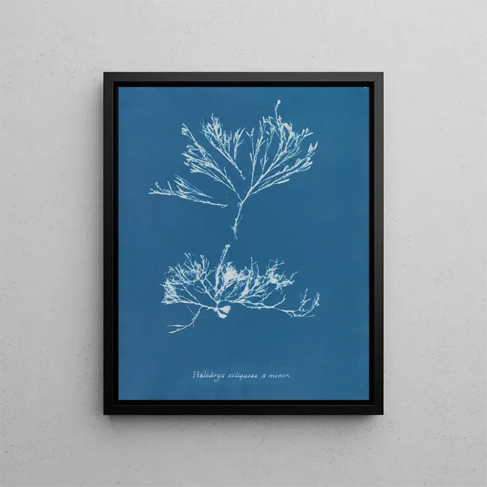 Obraz Halidrys siliquosa - Anna Atkins | Druk artystyczny