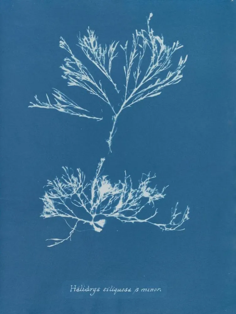 Obraz Halidrys siliquosa - Anna Atkins | Druk artystyczny