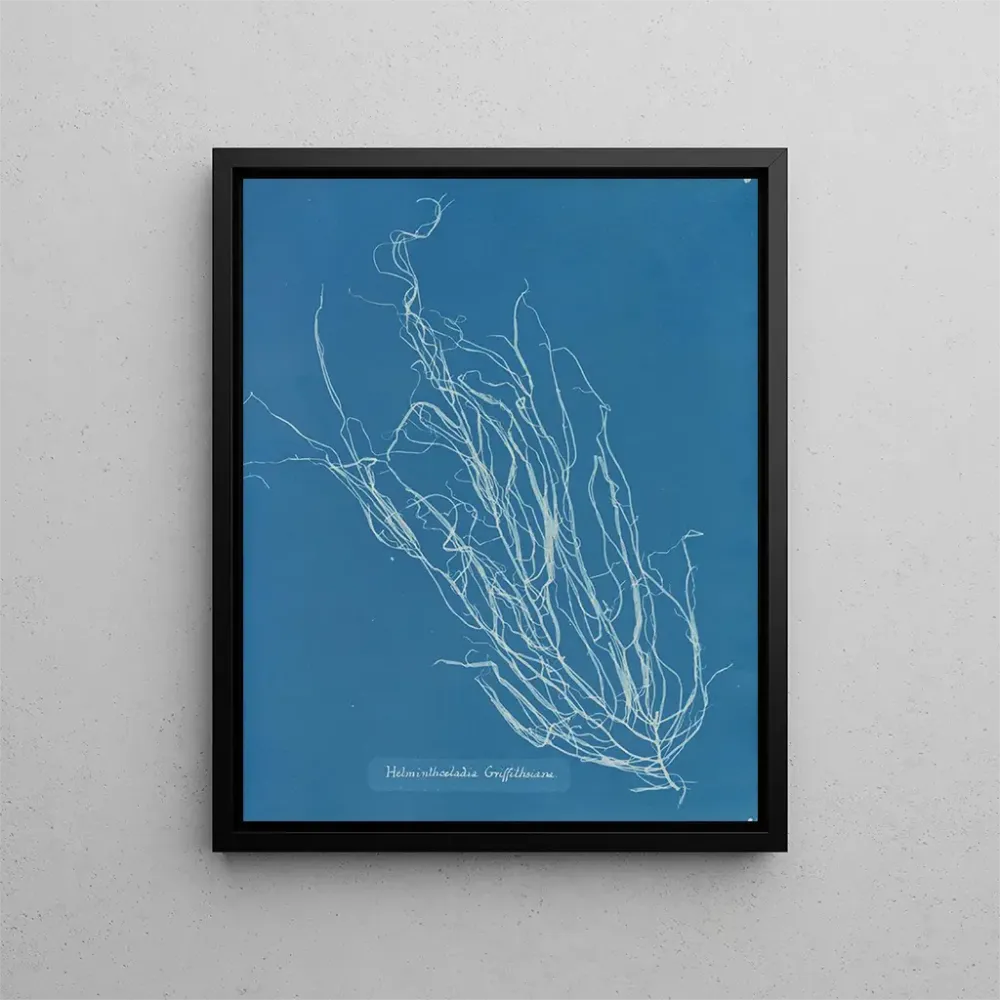 Obraz Helminthocladia Griffithsiana - Anna Atkins | Druk artystyczny