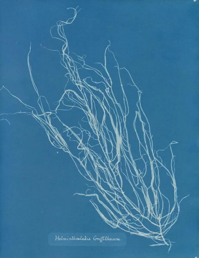 Obraz Helminthocladia Griffithsiana - Anna Atkins | Druk artystyczny