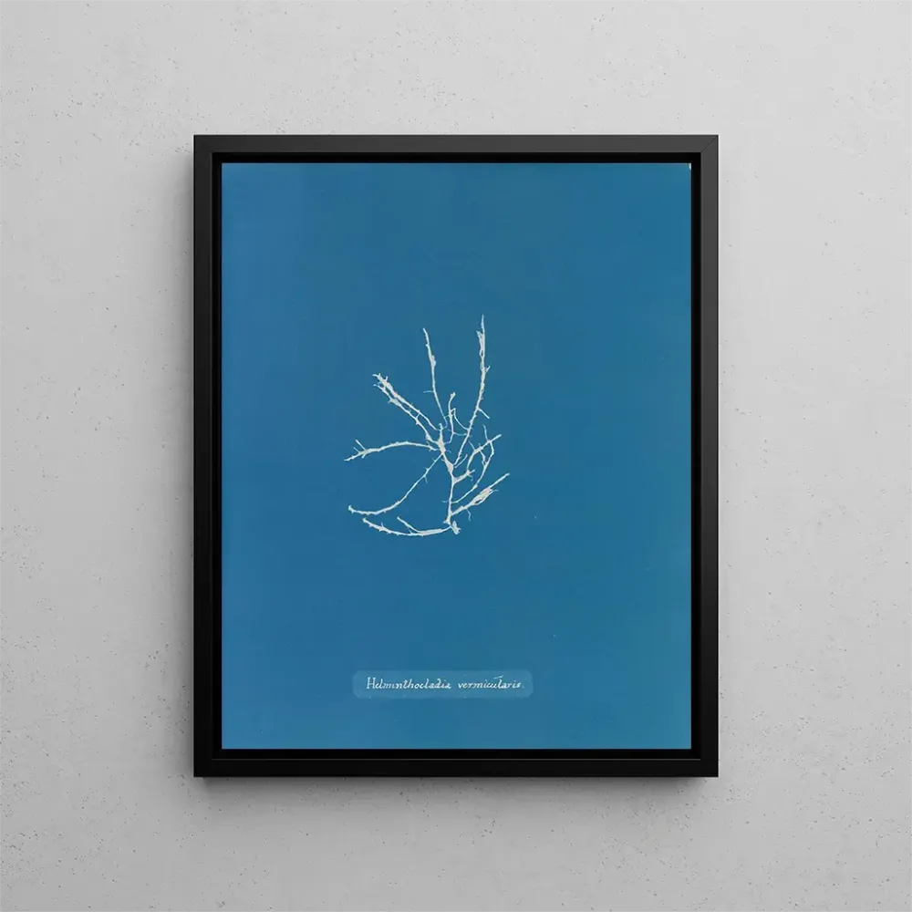 Obraz Helminthocladia vermicularis - Anna Atkins | Druk artystyczny