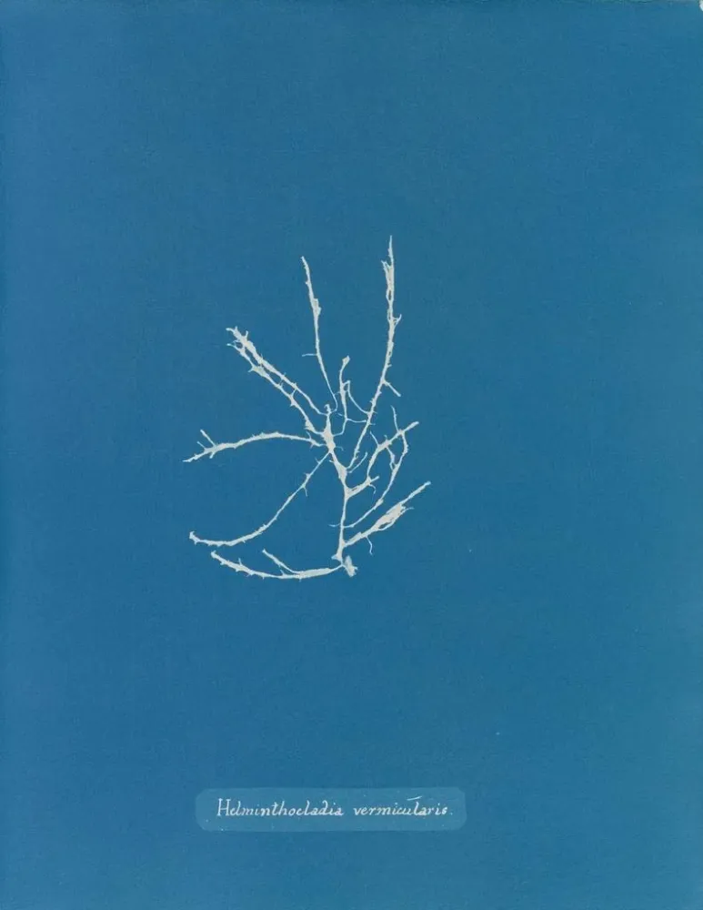 Obraz Helminthocladia vermicularis - Anna Atkins | Druk artystyczny