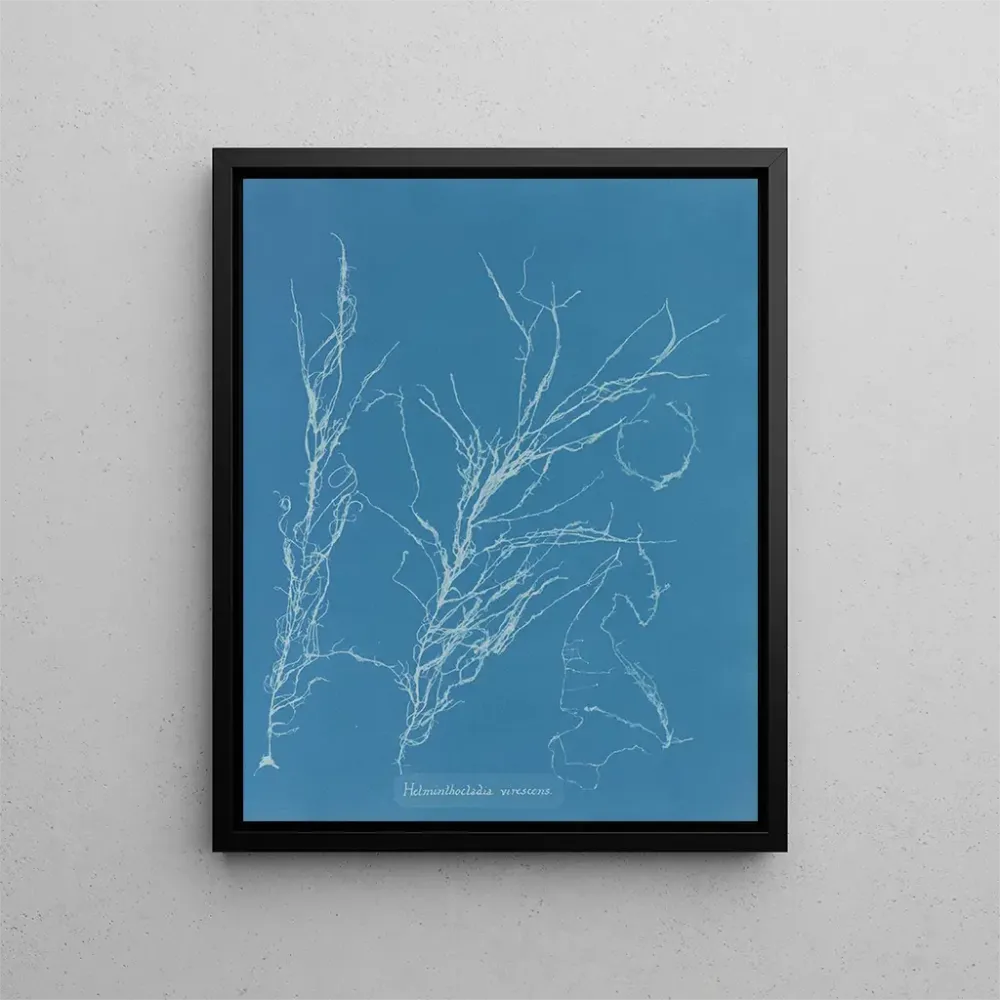 Obraz Helminthocladia virescens - Anna Atkins | Druk artystyczny