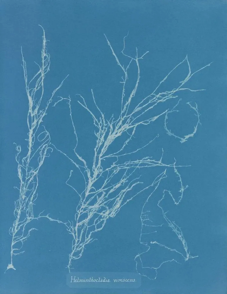 Obraz Helminthocladia virescens - Anna Atkins | Druk artystyczny