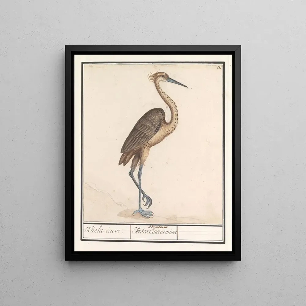 Obraz Heron Ardea - Anselmus Botius de Boodt | Druk artystyczny