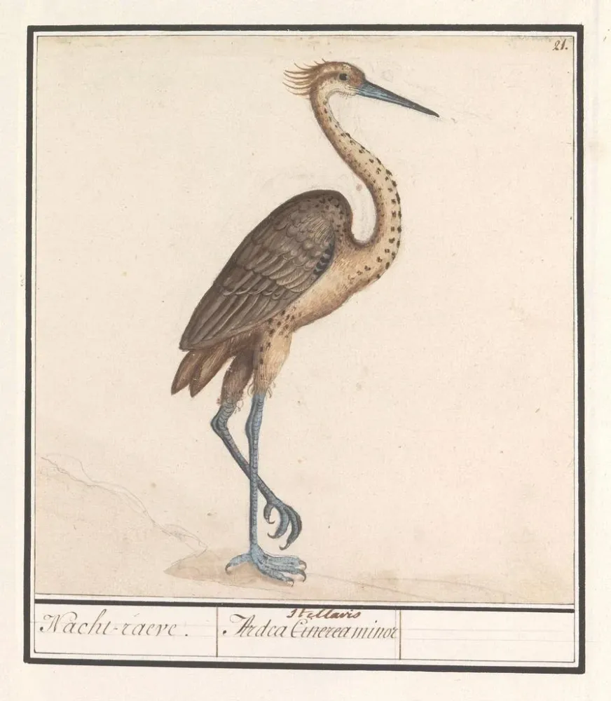 Obraz Heron Ardea - Anselmus Botius de Boodt | Druk artystyczny