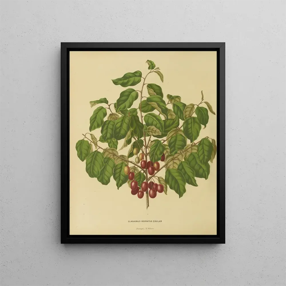 Obraz Holenderska flora i Pomona Pl. 08 - Abraham Jacobus Wendel