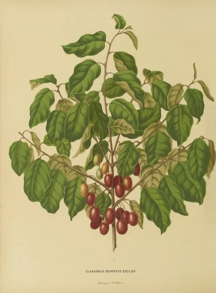 Obraz Holenderska flora i Pomona Pl. 08 - Abraham Jacobus Wendel