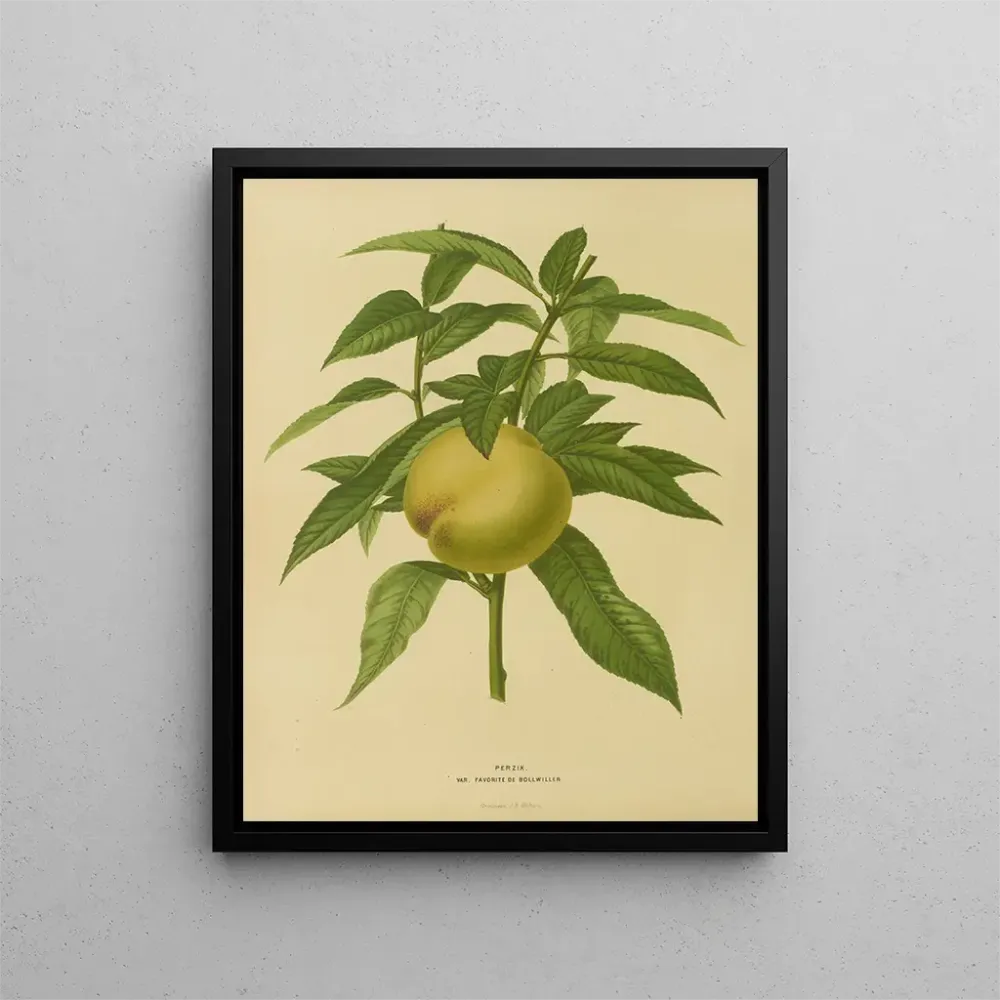 Obraz Holenderska flora i Pomona Pl. 09 - Abraham Jacobus Wendel | Druk artystyczny