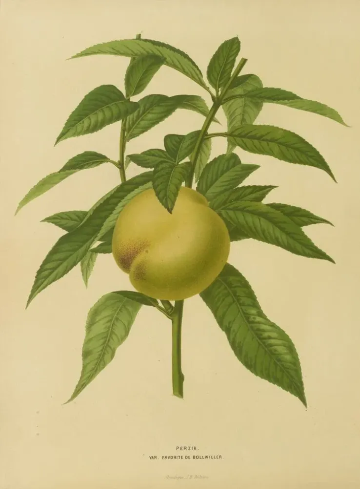Obraz Holenderska flora i Pomona Pl. 09 - Abraham Jacobus Wendel | Druk artystyczny
