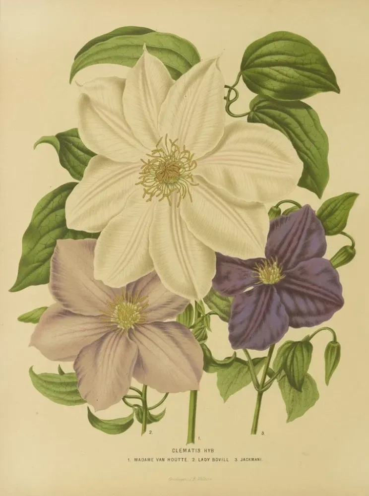 Obraz Holenderska flora i Pomona Pl. 12 - Abraham Jacobus Wendel