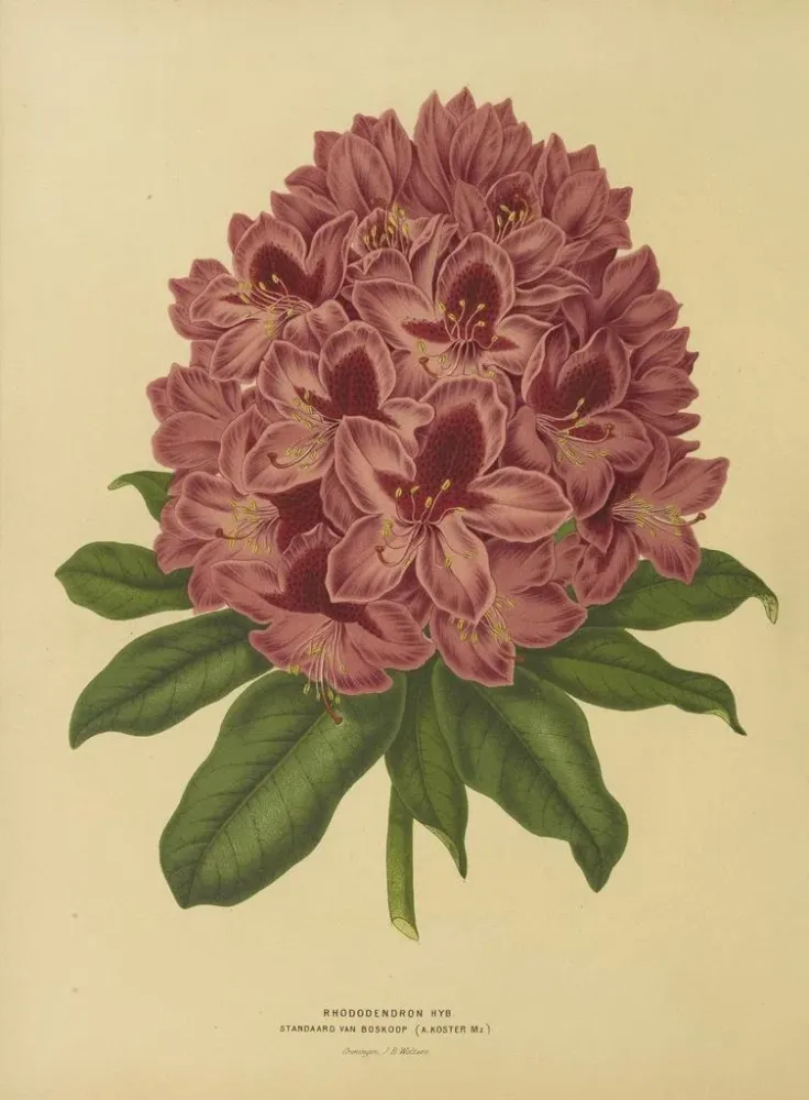 Obraz Holenderska flora i Pomona Pl. 13 - Abraham Jacobus Wendel