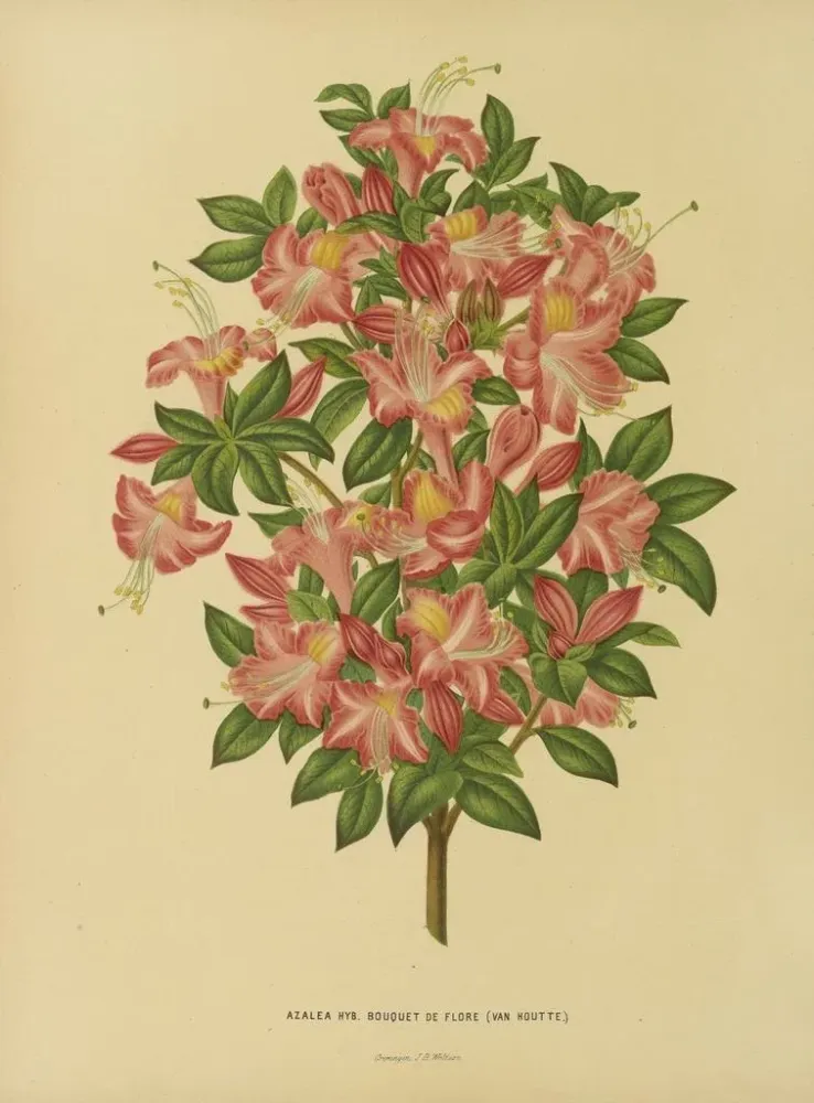 Obraz Holenderska flora i Pomona Pl. 16 - Abraham Jacobus Wendel