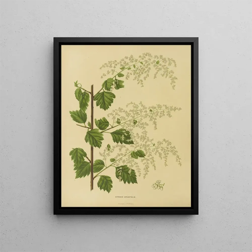 Obraz Holenderska flora i Pomona Pl. 10 - Abraham Jacobus Wendel | Druk artystyczny