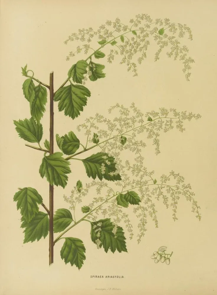Obraz Holenderska flora i Pomona Pl. 10 - Abraham Jacobus Wendel | Druk artystyczny