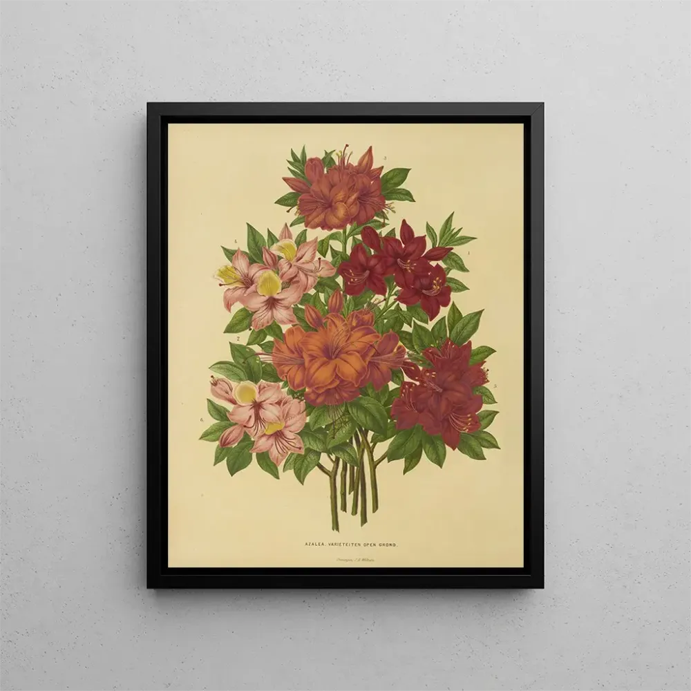Obraz Holenderska flora i Pomona Pl. 15 - Abraham Jacobus Wendel