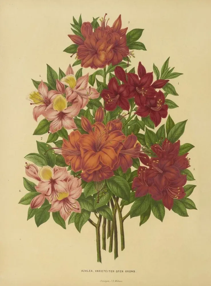 Obraz Holenderska flora i Pomona Pl. 15 - Abraham Jacobus Wendel