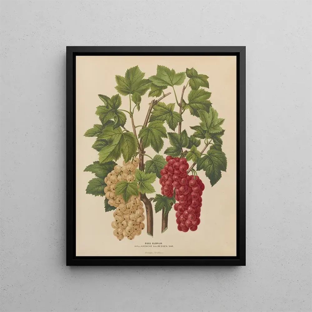 Obraz Holenderska flora i Pomona PL44 - Abraham Jacobus Wendel | Druk artystyczny