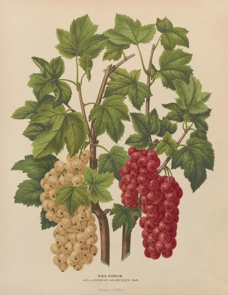 Obraz Holenderska flora i Pomona PL44 - Abraham Jacobus Wendel | Druk artystyczny