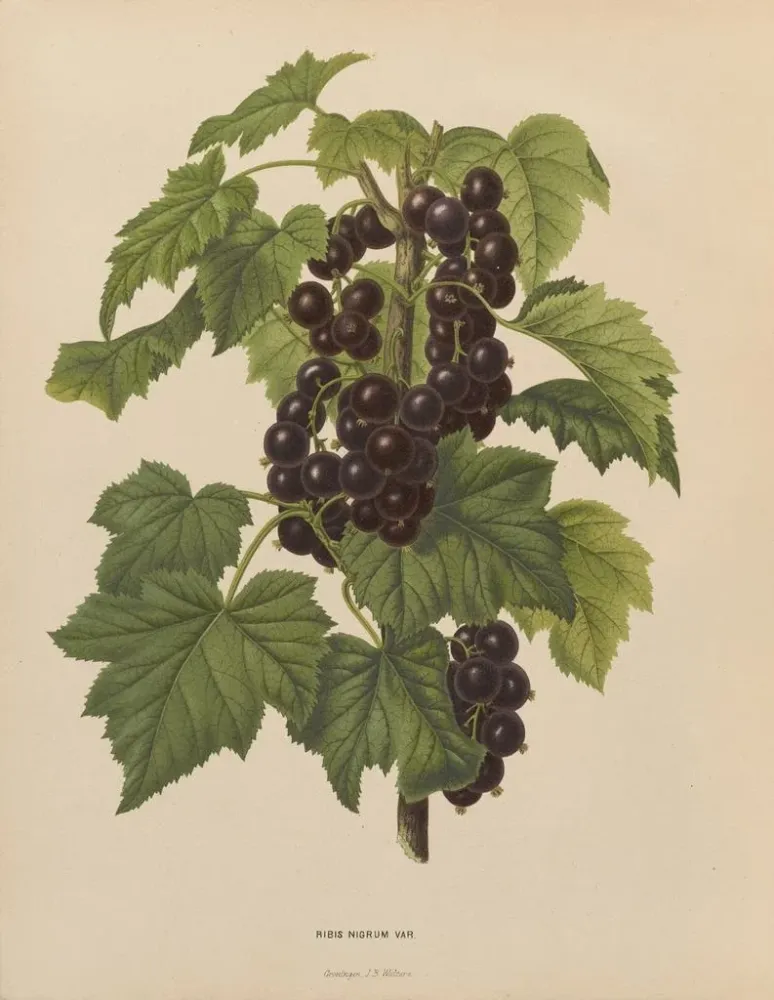 Obraz Holenderska flora i Pomona PL45 - Abraham Jacobus Wendel | Druk artystyczny
