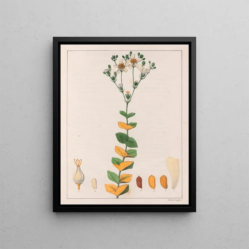 Obraz Hypericum connatus - Auguste de Saint-Hilaire | Druk artystyczny