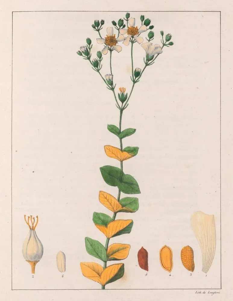Obraz Hypericum connatus - Auguste de Saint-Hilaire | Druk artystyczny
