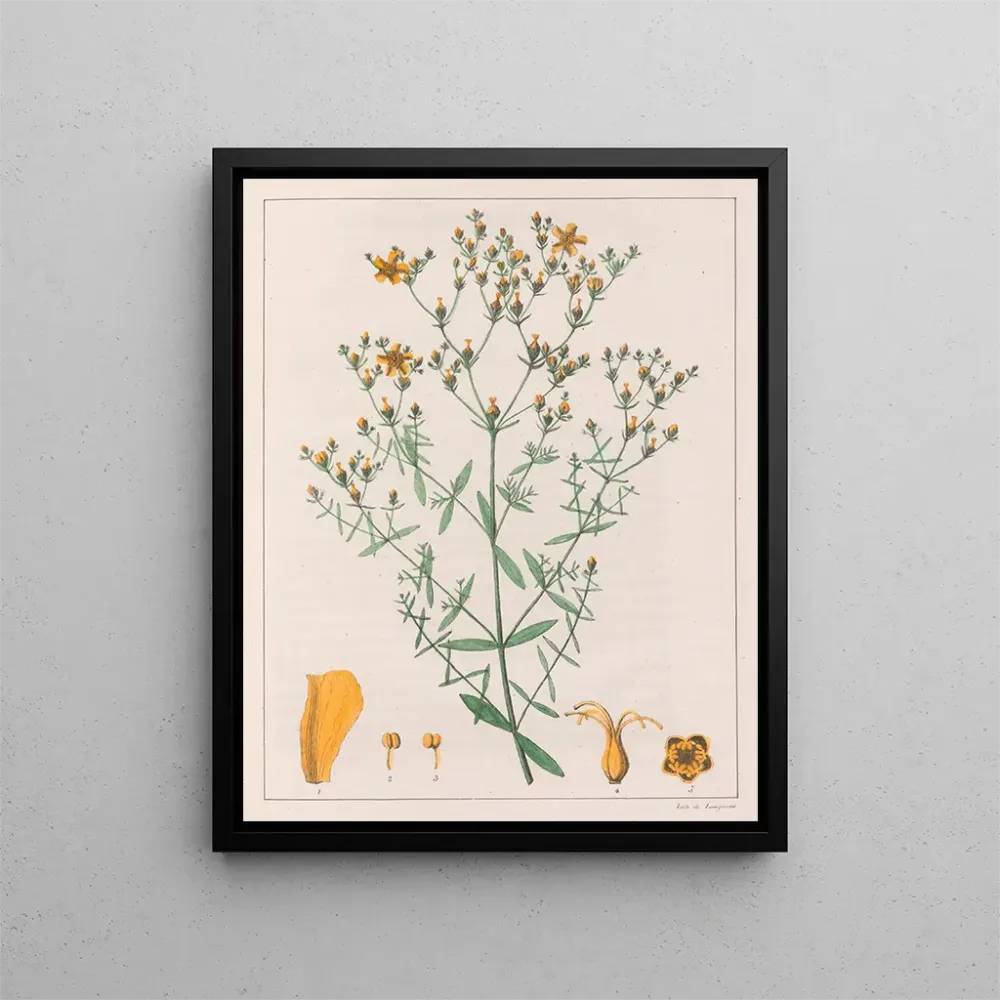Obraz Hypericum laxiusculum - Auguste de Saint-Hilaire | Druk artystyczny