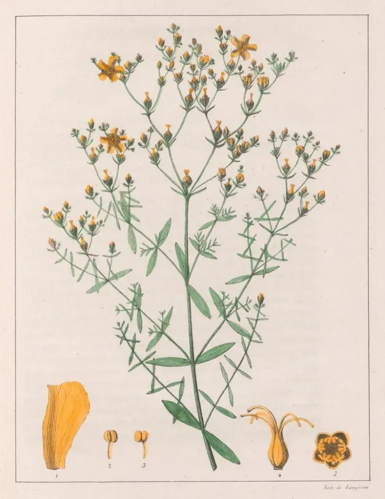 Obraz Hypericum laxiusculum - Auguste de Saint-Hilaire | Druk artystyczny