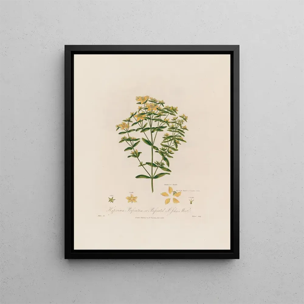Obraz Hypericum perforatum ou millepertuis perforé - Robert John Thornton | Druk artystyczny