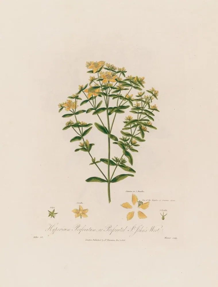 Obraz Hypericum perforatum ou millepertuis perforé - Robert John Thornton | Druk artystyczny