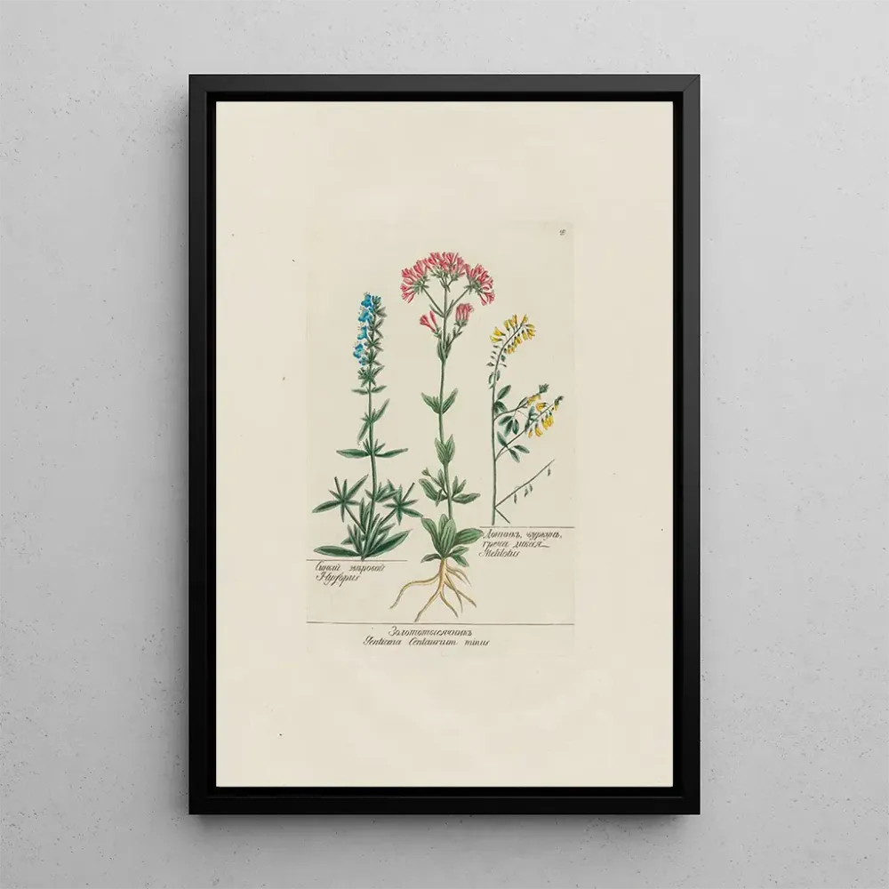 Obraz Hysope Gentiana Centaurium minus Mélilot - Petr Martynovich Gofman | Druk artystyczny