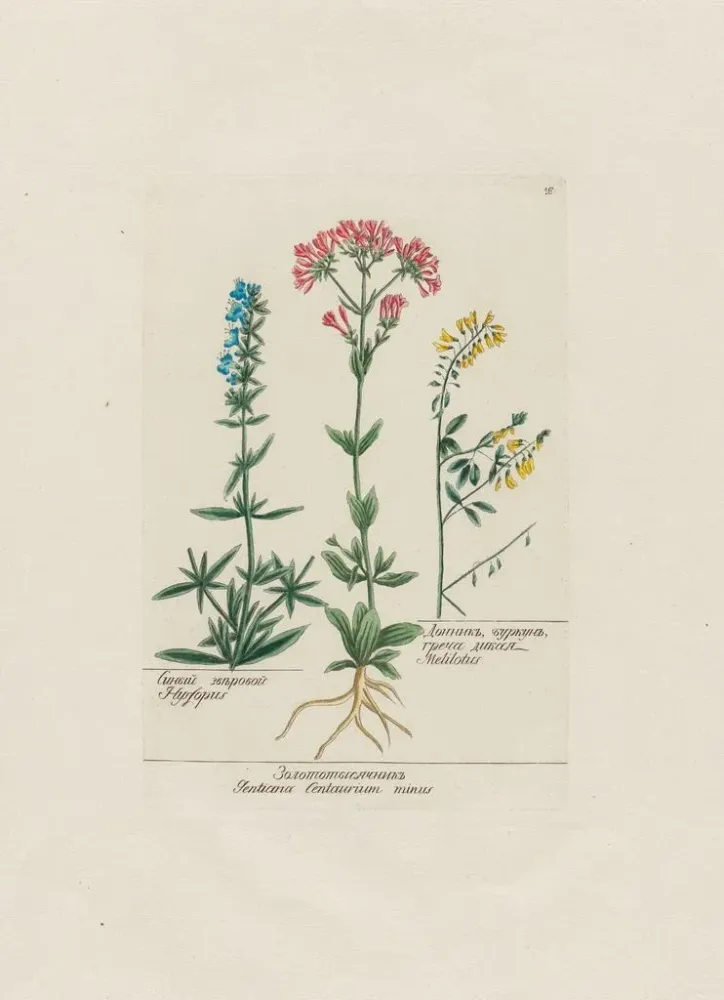 Obraz Hysope Gentiana Centaurium minus Mélilot - Petr Martynovich Gofman | Druk artystyczny