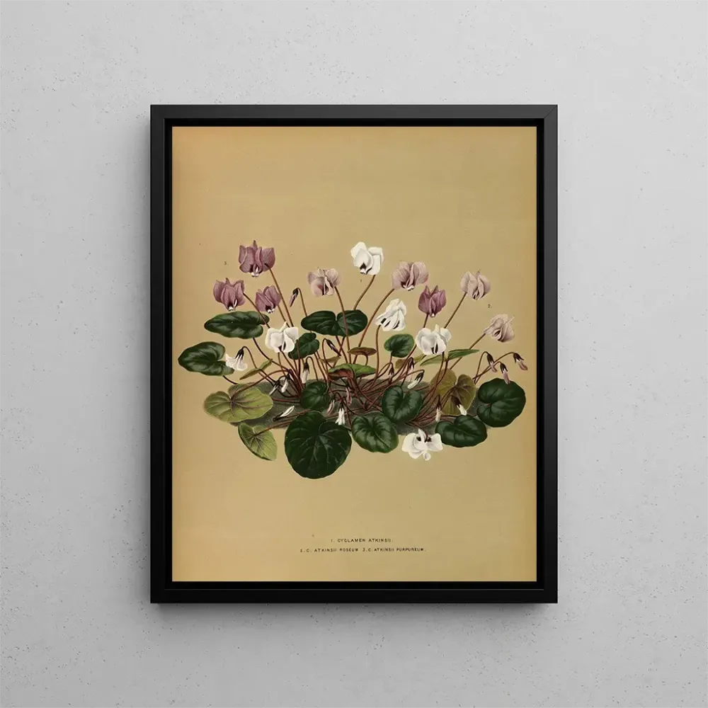 Obraz Iris Cyclamen Atkinsii, Atkinsii Roseum, Atkinsii Purpureum - Arentina Hendrica Arendsen | Druk artystyczny