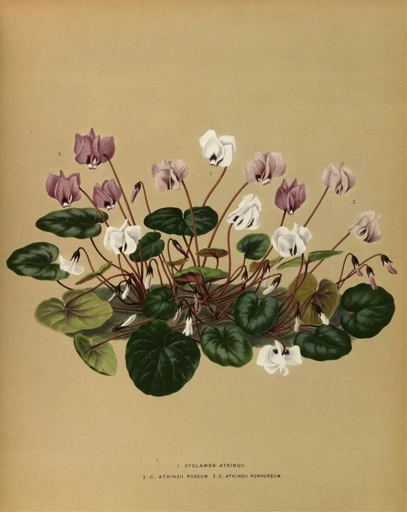 Obraz Iris Cyclamen Atkinsii, Atkinsii Roseum, Atkinsii Purpureum - Arentina Hendrica Arendsen | Druk artystyczny