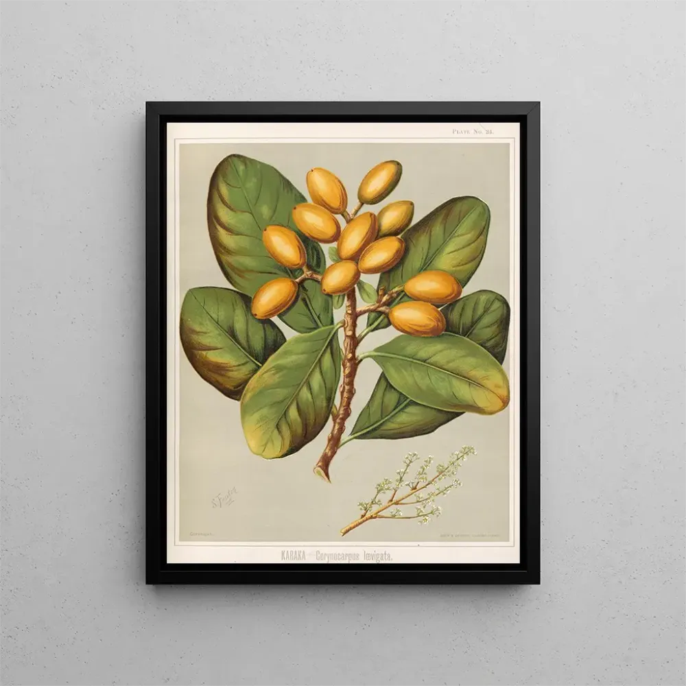 Obraz Karaka Corynocarpus laevigatus - Sarah Featon | Druk artystyczny