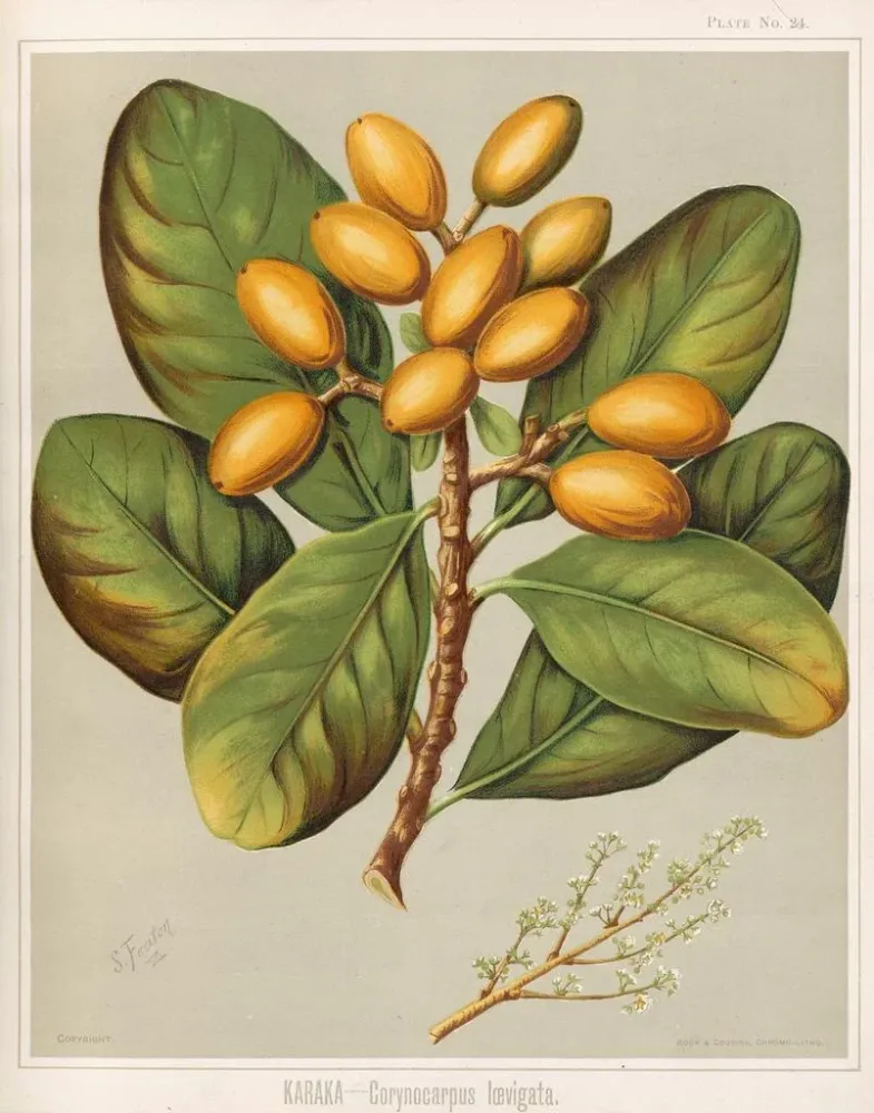 Obraz Karaka Corynocarpus laevigatus - Sarah Featon | Druk artystyczny